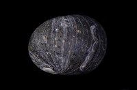 藏品(滑圓蜑螺)的圖片